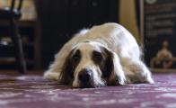 Dog-5